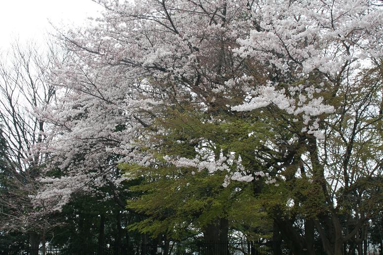 飛鳥山桜.JPG